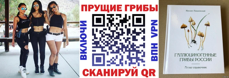 Купить закладки  Грозный  Псилоцибиновые грибы Cubensis 